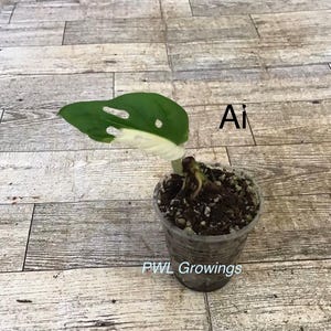 Adansonii albo monstera variegated, starter plant, one leaf, well rooted. 1  Starter plant Ai