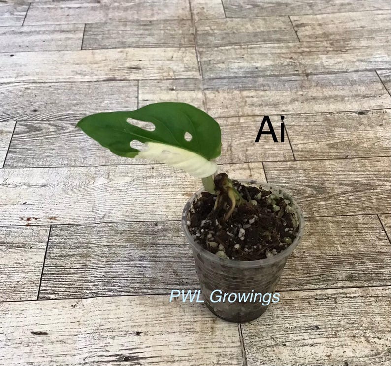 Adansonii albo monstera variegated, starter plant, one leaf, well rooted. 1  Starter plant Ai