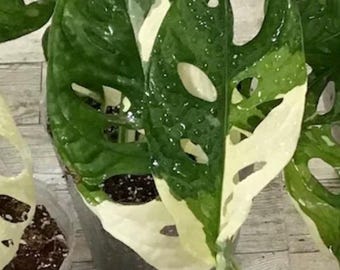 Variegated Monstera Adansonii Albo Cutting: Rooted Node/Leaf