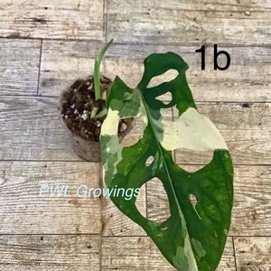 Adansonii albo monstera variegated, starter plant, one leaf, well rooted. Exact plant 1B