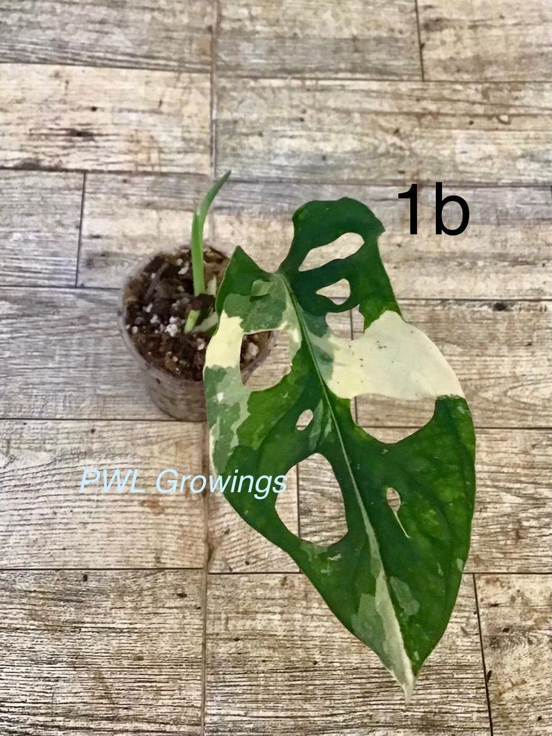 Adansonii albo monstera variegated, starter plant, one leaf, well rooted. Exact plant 1B