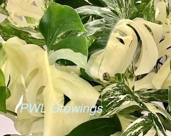 Monstera Albo Cutting high variegated / plant/ rooted/ bare rooted/ node/ 2 leaves