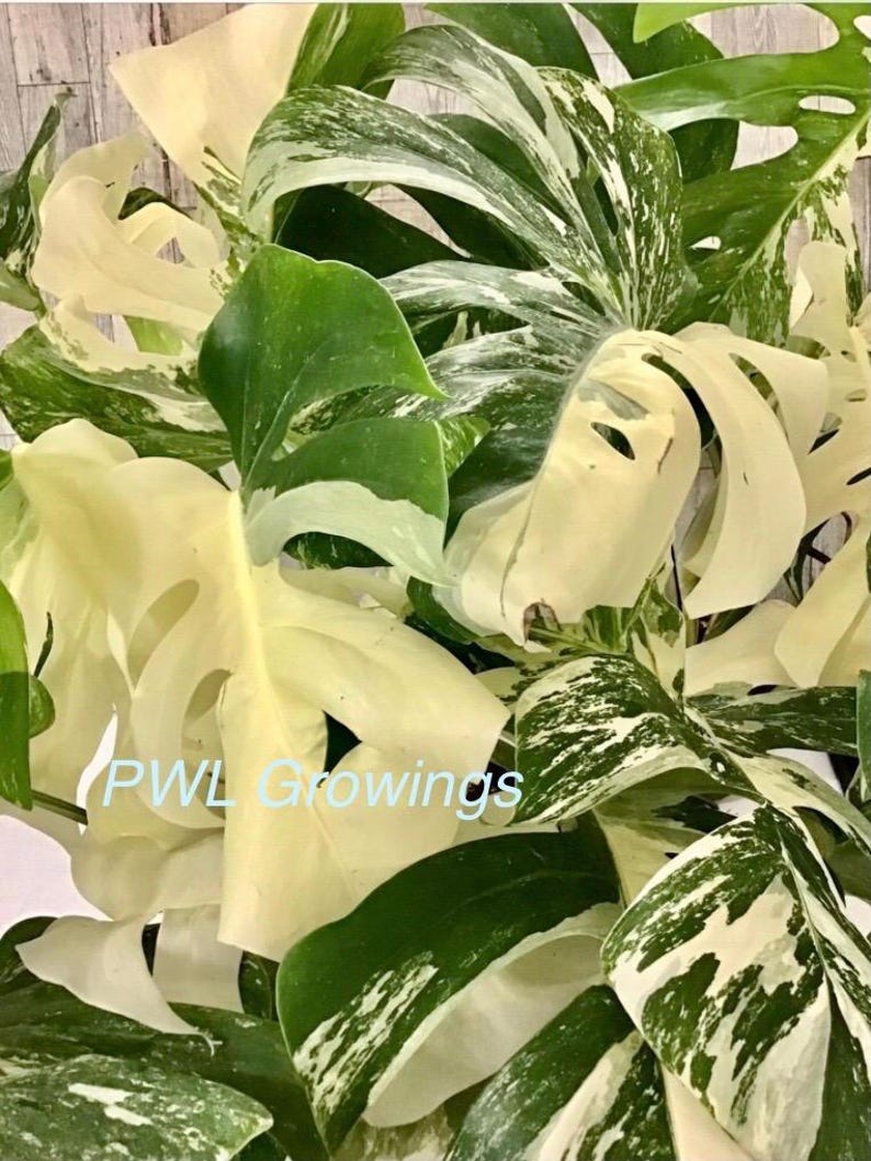 Esqueje de Monstera Albo alto y variegado / planta / enraizada / raíz desnuda / nudo / 2 hojas
