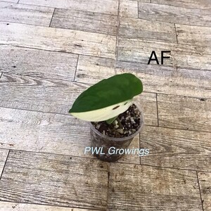 Adansonii albo monstera variegated, starter plant, one leaf, well rooted. 1 Starter plant Af