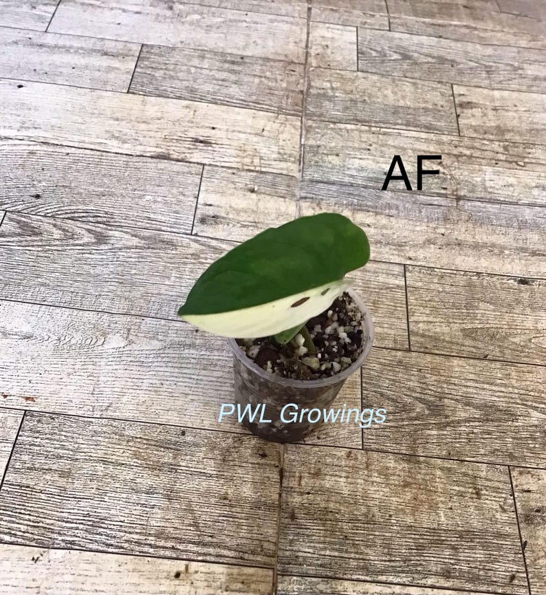 Adansonii albo monstera variegated, starter plant, one leaf, well rooted. 1 Starter plant Af