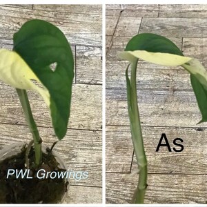 Adansonii albo monstera variegated, starter plant, one leaf, well rooted. 1 Starter plant As