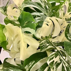 May include: Close-up of a variegated Monstera plant with large, split leaves. The leaves display a mix of vibrant green and creamy white patterns. The plant's lush foliage creates a striking visual texture, showcasing its unique variegation.