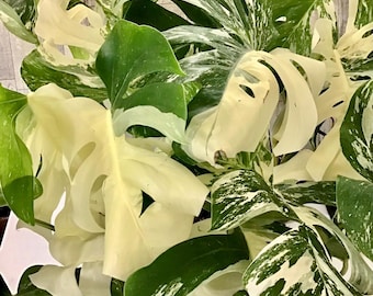 Rooted/High Variegated Monstera albo/ one, two, or three  leaf-cutting/ with aerial root or rooted