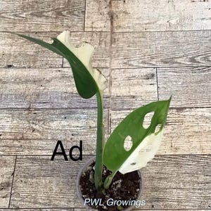Adansonii albo monstera variegated, starter plant, one leaf, well rooted. 1 Starter plant Ad