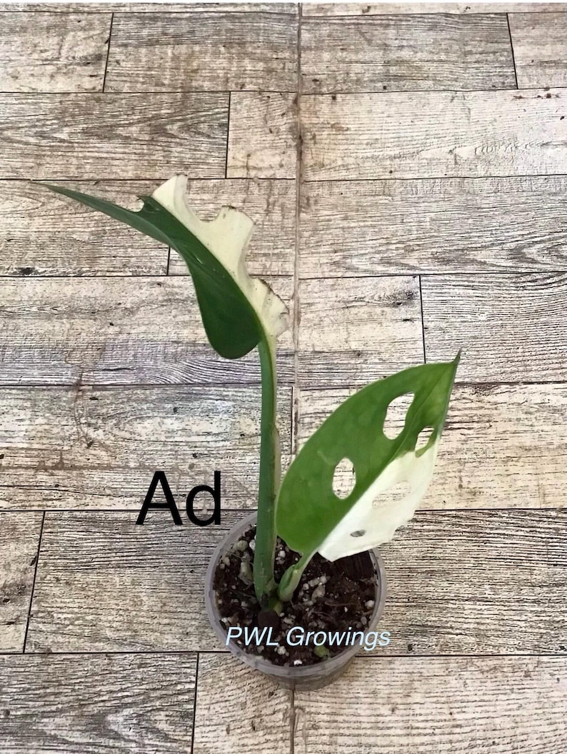 Adansonii albo monstera variegated, starter plant, one leaf, well rooted. 1 Starter plant Ad