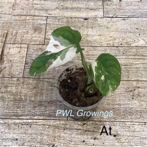 Adansonii albo monstera variegated, starter plant, one leaf, well rooted. 1 Starter plant At