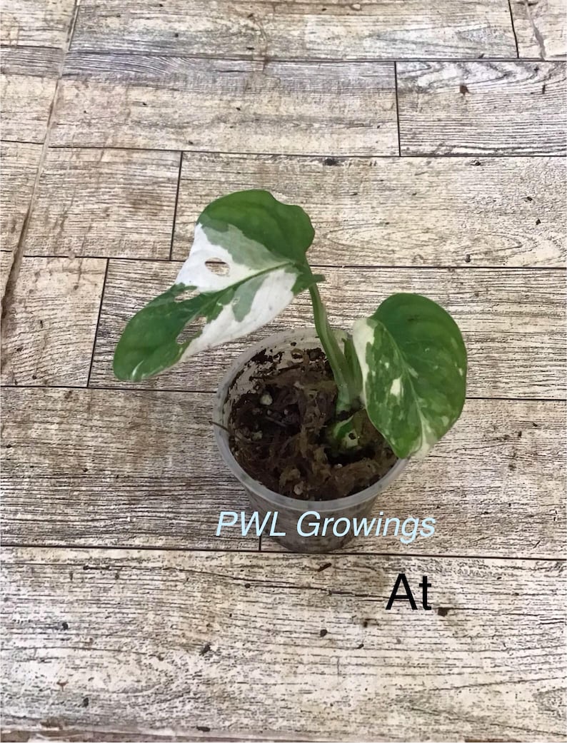 Adansonii albo monstera variegated, starter plant, one leaf, well rooted. 1 Starter plant At