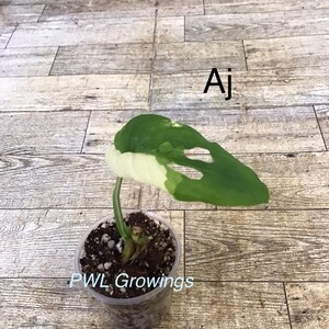 Adansonii albo monstera variegated, starter plant, one leaf, well rooted. Starter Plant Aj