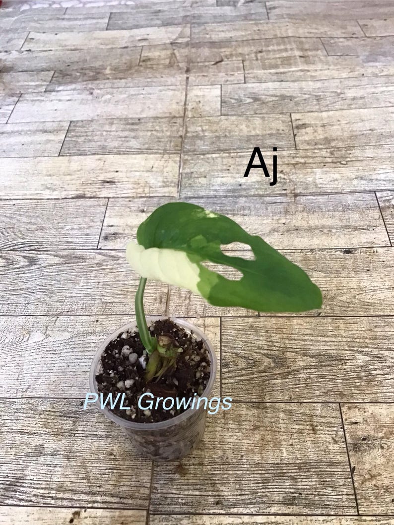 Adansonii albo monstera variegated, starter plant, one leaf, well rooted. Starter Plant Aj