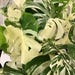 PWL Growings