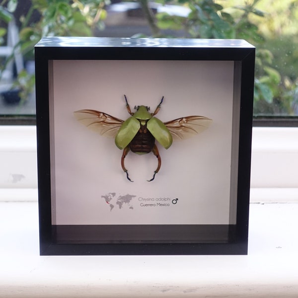 Chrysina adolphi, Ruteline Scarab, macho, escarabajo taxidermia, arte de la naturaleza, insecto seco, arte de insectos, decoración de pared, regalo de entomología, marco 6" X 6"