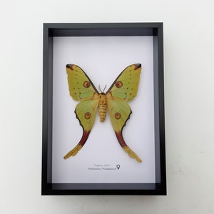 Argema mitrei female, the Comet moth, giant bright yellow moth with long tails from Madagascar, shadow box size  A4