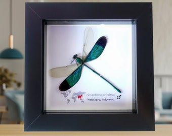 Neurobasis chinensis, the stream glory, Metallic colored damselfly, teal colored damselfly from Indonesia, frame 4" x 4"