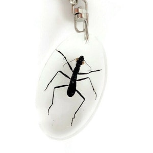 Real ant keychain, resin keyring, Formicinae ssp