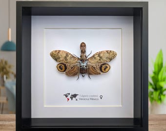 Framed fulgora castresii lanternfly: crocodile head bug, 8x8