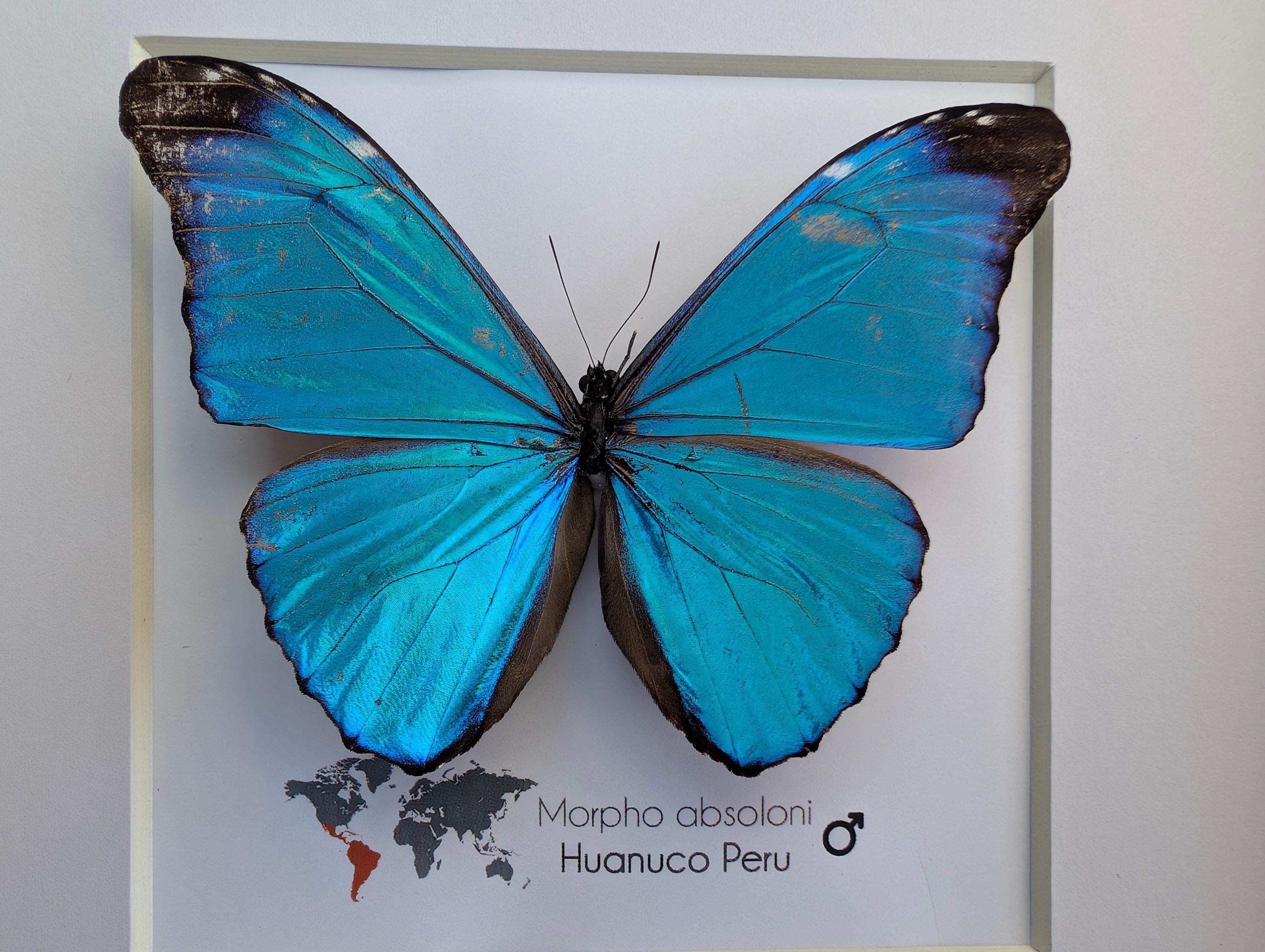 Peru Morpho absoloni 120mm very big Morpho absoloni M A1 Peru