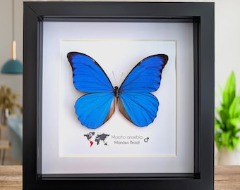 本物の虹色に輝く青い蝶の剥製 - モルフォアエガ - Etsy 日本