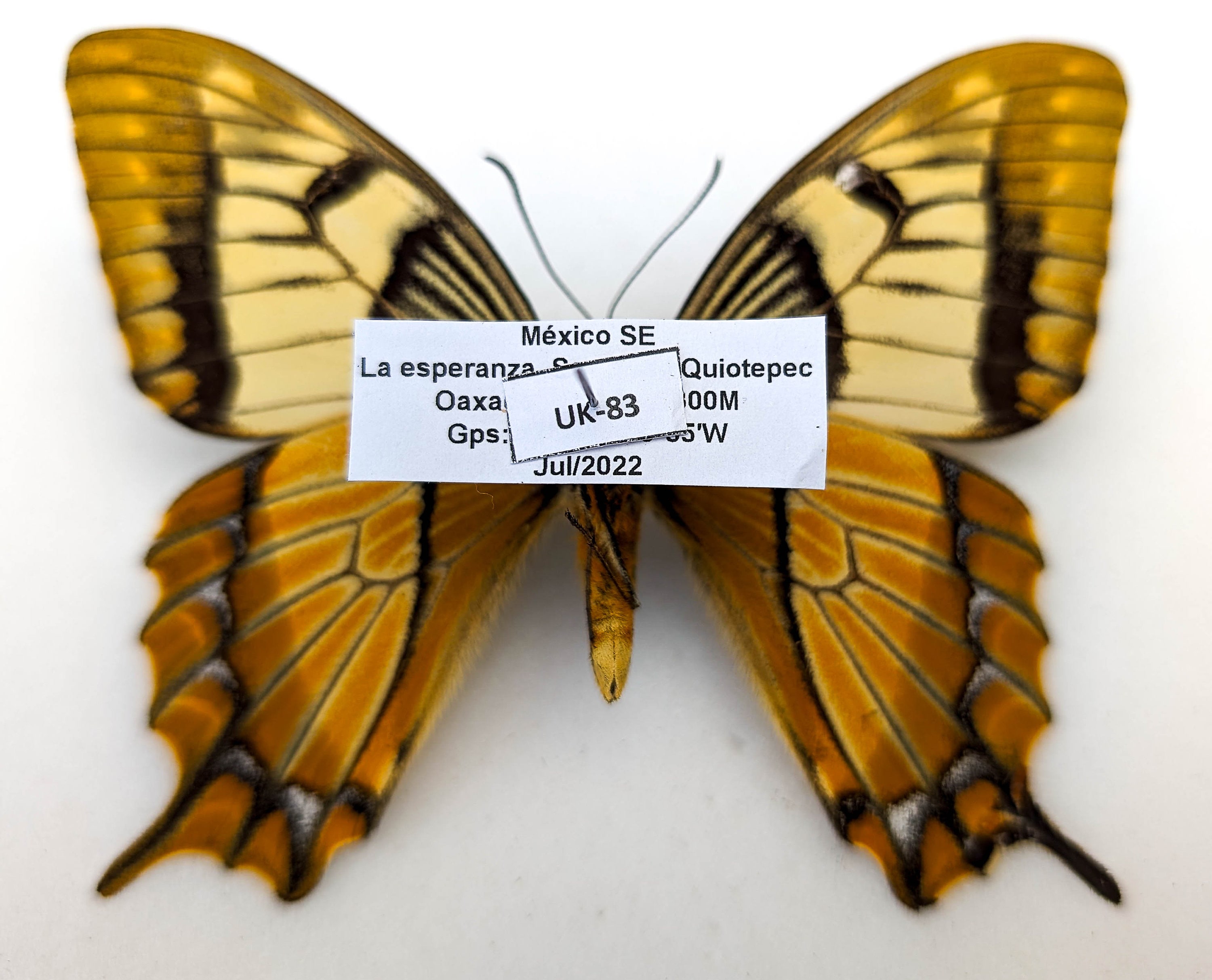 アジアの〜papillon〜 Rare to Find Papilio Esperanza, the Hope Kite Butterfly