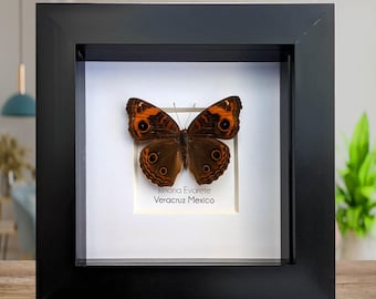 Ingelijste tropische buckeyevlinder - ethisch verantwoorde muurkunst entomologie