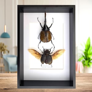 Dynastes hercules lychyi pair, hercules rhino beetle, rhinocerus beetle, giant beetle from Colombia, frame A4