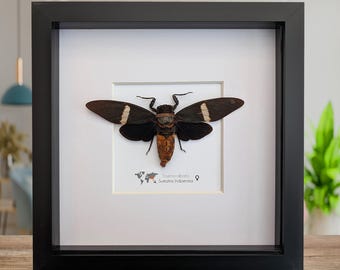 クロオレンジセミ（Tosena melanoptera）、A1昆虫剥製標本 - Etsy 日本
