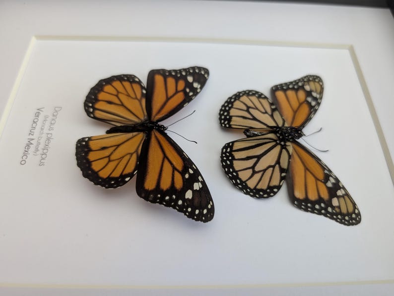 Framed Monarch Butterfly Taxidermy Display, Entomology Gift, Nature ...