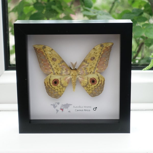 Aurivillius triramis, silk moth, emperor moth, red eyed emperor moth,  African emperor moth, frame 6" X 6"