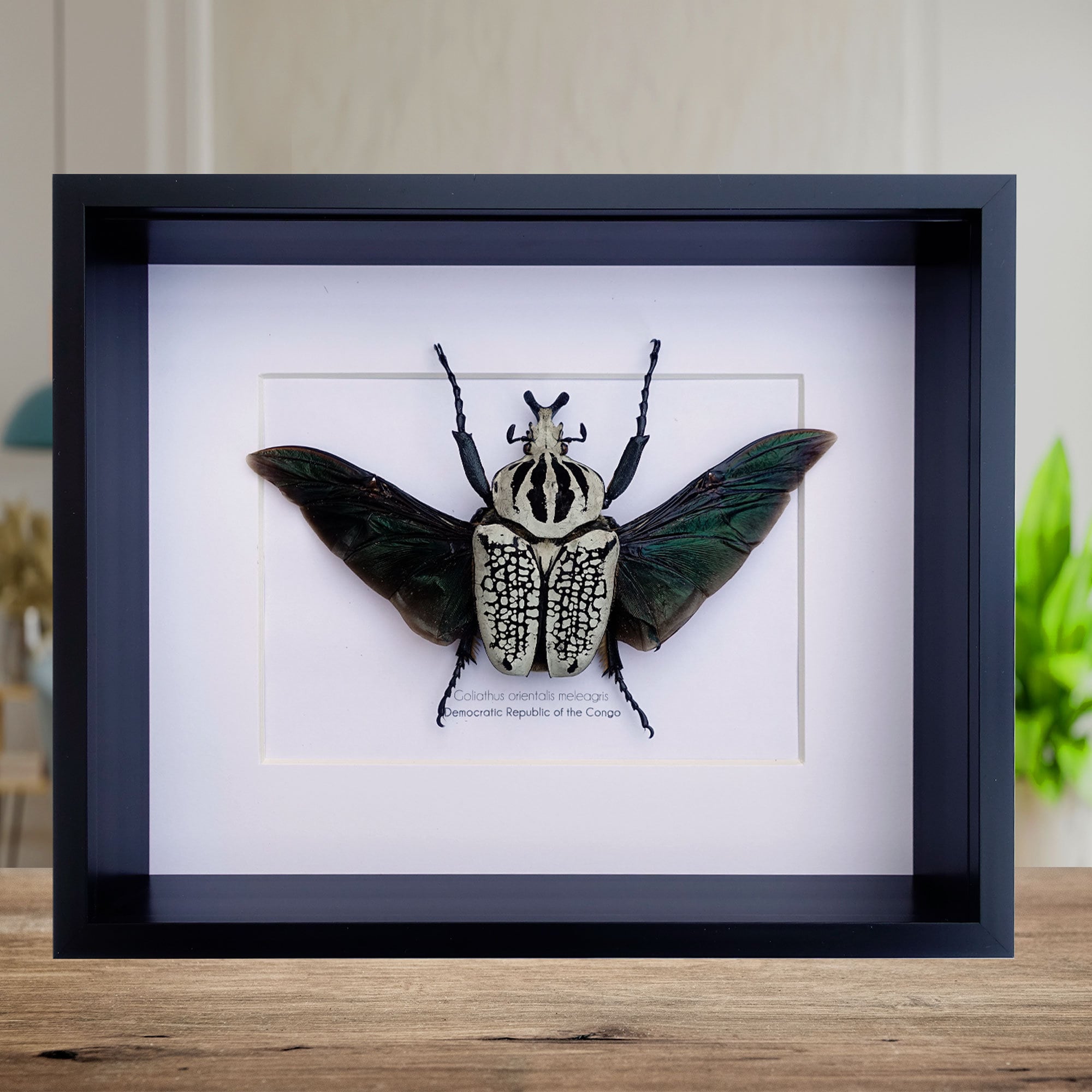 Goliathus orientalis meleagris, Östlicher Goliath Blumenkäfer, Käferpräparat, Breitflügelkäfer aus Afrika, gerahmt 20x26cm