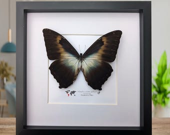 Morpho Cisseis/phanodemus Peru (PE) - Wild Caught - Blue Orange