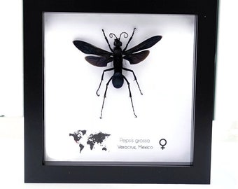 Black Pepsis grossa, lpepsine spider wasp, tarantula hawk is a spider wasp from Veracruz, Mexico, frame 6" X 6"