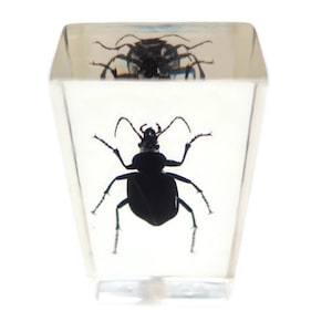 Carabidae Beetle from Thailand in resin block (older pieces) that show signs of ageing
