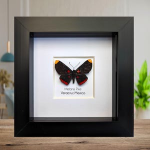 Mariposa Melanis Pixe enmarcada, decoración de pared de entomología de origen ético