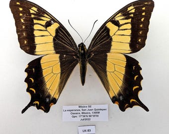 Rzadko spotykany motyl Papilio esperanza, motyl z rodziny kaniakowatych, Oaxaca, Meksyk, rzadki okaz, oprawiony, UK-83