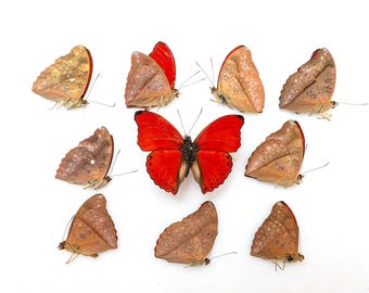 珍しいオオアゲハの剥製 - Atrophaneura sycorax egertoni - メス