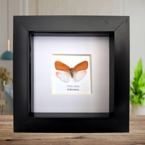 Könnte beinhalten: Ein gerahmtes Insektenexemplar, Flata rubra aus Indonesien, mit orangefarbenen und weißen Flügeln, wird in einer schwarzen Schattenbox präsentiert. Das Insekt ist auf einem weißen Hintergrund zentriert, mit dem Namen der Art und dem Ursprung darunter.