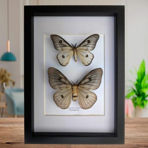 Ceranchia Apollina - Etsy