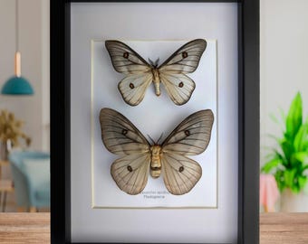 Real Ghostly Silk Moths Framed Taxidermy - Ceranchia Apollina