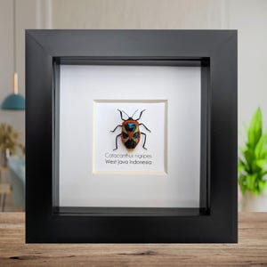 Ingelijste catacanthus nigripes, gekleurde stinkwantstaxidermie, entomologie wanddecoratie