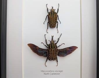 DeliciousTaylormade BeeAroundLil’BEEtle Mecynorrhina torquata immaculicollis – James' Beetle Farm
