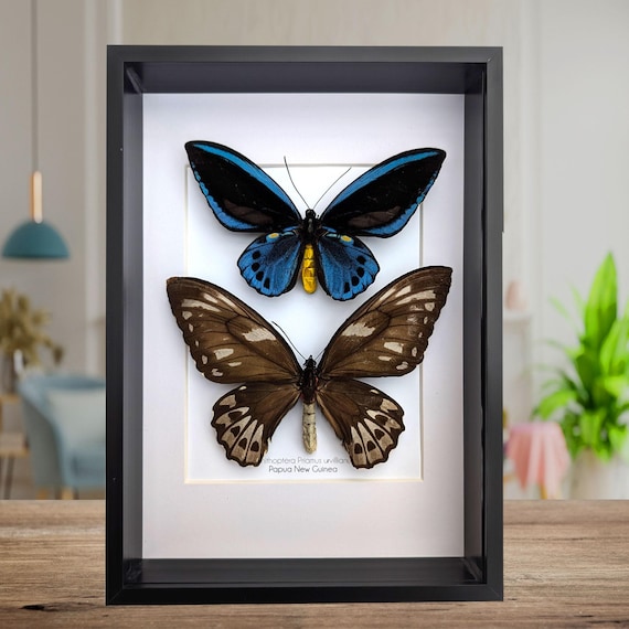 Framed Blue Birdwing Butterfly: Ornithoptera Priamus Urvillianus