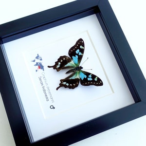 Graphium stresemanni, the tropical blue swallowtail, little blue and black butterfly from Indonesia, Frame 4 x 4 image 4