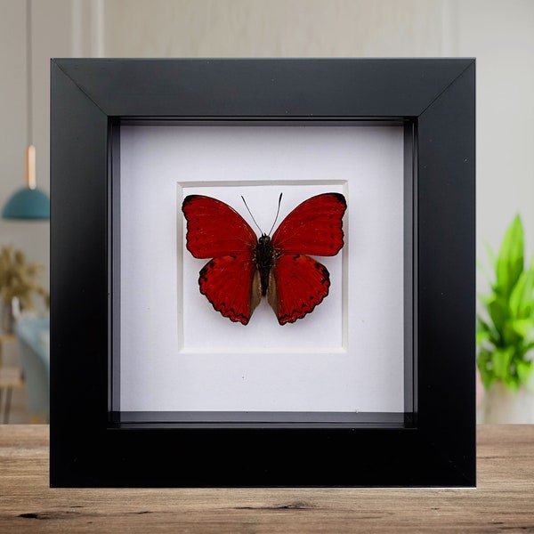 Cymothoe sangaris, the blood-red glider, taxidermy butterfly, red butterfly, framed butterfly, entomology gift, wall decor, nature art