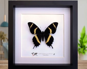本物のオオアゲハの剥製 - Papilio iowi zephyria - メス - Etsy 日本
