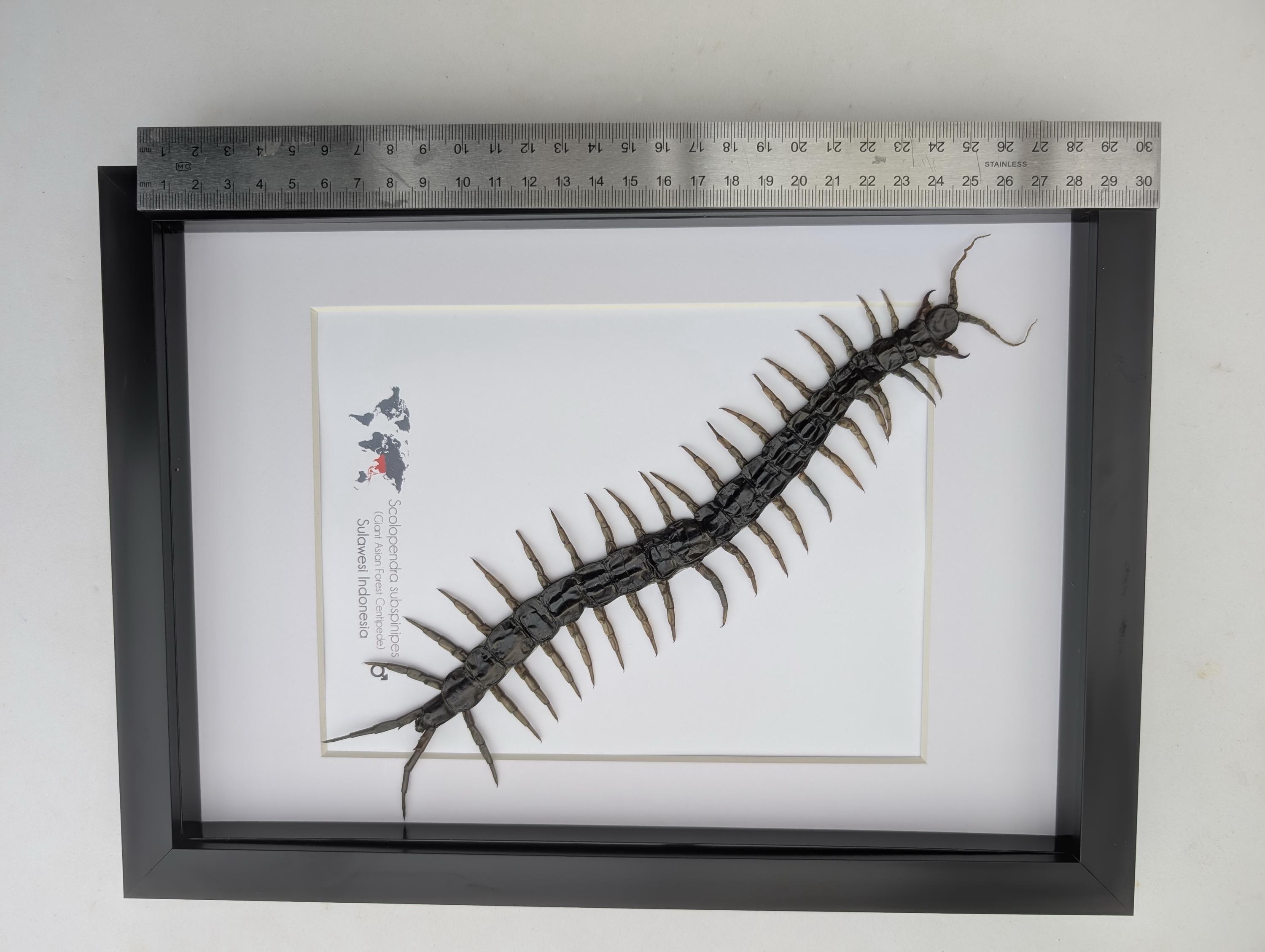 12cm 巨大化 ムカデ の 標本 剥製標本 Scolopendra subspinipes（巨大な熱帯性ムカデ）展示、額装