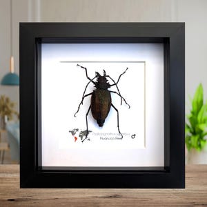 Psalidognathus superbus Käfer: ethisch hergestellte Entomologiekunst